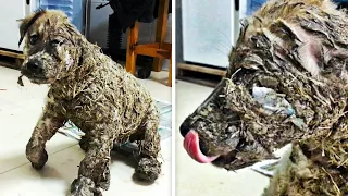 Cruel Children Cover Puppy In Glue, But His Transformation Has Everyone In Awe