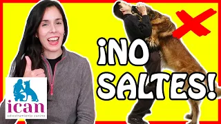 ¿CÓMO EVITAR que mi PERRO SALTE ENCIMA? | ERRORES y TRUCOS 100% EFECTIVOS.