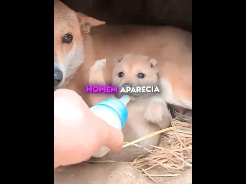 Esse filhotinho se escondia num buraco até conhecer seu novo amigo 💛🐶 #shots