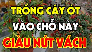 Nên Trồng Cây Ớt Ở Đâu Để HÚT TÀI LỘC VÀO NHÀ, Tiền Vàng Ùn Ùn Kéo Đến Tiêu 3 Đời Không Hết?