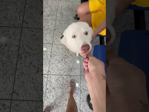 EMILLY VICK E KATLEN LEVARAM SUAS CACHORRINHAS PARA PINTAR#emillyvickof #katlenof #dosa #yt #fy #dog