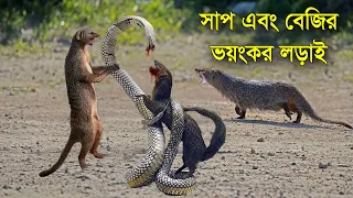 সাপ আর বেজির মধ্যে এত শত্রুতা কেন ? সাপ এবং বেজির ভয়ংকর লড়াই WHY SNAKE AND MONGOOSE ARE ENIMIES