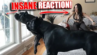Cane Corsos STOP Home Invasion #canecorso #dog #crime #simulation