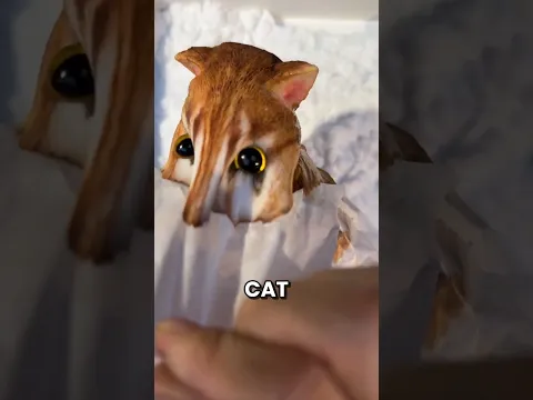 This Is How China Makes The Stickiest Cat Toy Ever 😱
