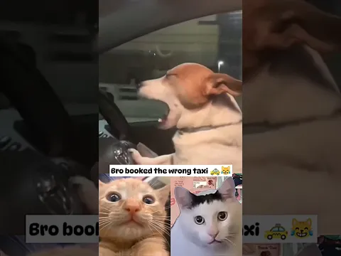 Dog as a cab driver 🐶🤣 | Huh?!