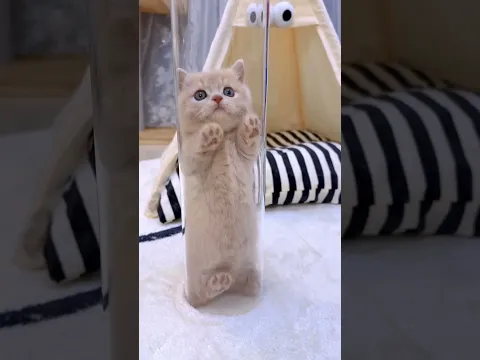 【獨生子的日常】时第一次见自投罗网的小猫咪,看你还乱钻不#铲屎官的乐趣 #小奶喵