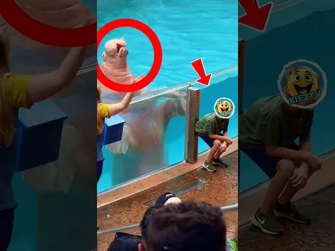 singa lautnya menyesal