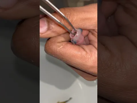 Hamari shark 🦈 k muh main jungli snail 🐌 phas gaya #aquarium #petsvlog #guppy #shark #guppyfish