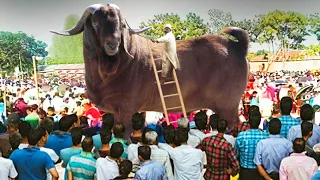80 करोड़ का बकरा जो हर महीने कमा लेता है लाखो रुपये biggest goat in the world ! most expensive goat