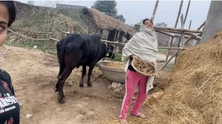 #माही_मनीषा कैसे गाय माता का सेवा कर रही है आप भी देखिए इस वीडियो में 🙏🙏#video