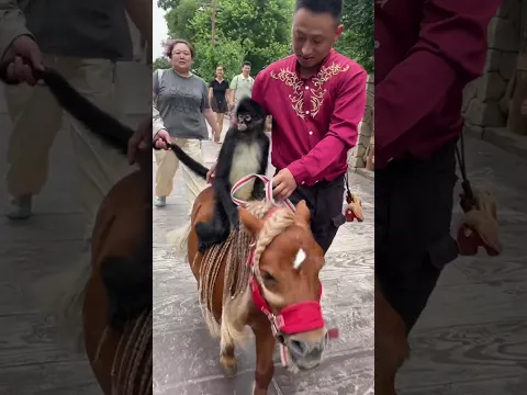 動物園最拽「騎手」出現了，身高不足80，氣勢兩米八。 #網紅蜘蛛猴豆豆#動物的有趣行為 #可愛到爆炸💥 #有趣的小猴子 #上海野生動物園