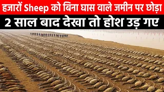 हजारों Sheep को बिना घास वाले जमीन पर छोड़ा, नतीजा देख होश उड़ जाएँगे!T Huge  Sheeps on the Island