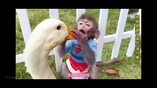 🐒🐱🐶🦆 When Monkey, Cat, Dog & Duck Become Best Friends! 😂❤️ Part 5