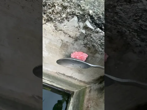 Si lo vez aplástalo eso dicen