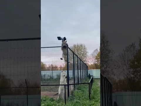 Волчонок Грозный СКАЛОЛАЗ 😱‼️ #greywolf #arcticwolf #wolflife