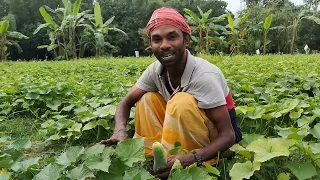কৃষিকাজ 🌱🥒🙂#কৃষক #md_monirul_islam