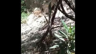 خنزير بريا في براري فلسطين مع عبدالله ابورميله