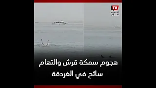شاهد| لحظة هجوم سمكة قرش وافتراس سائح في الغردقة