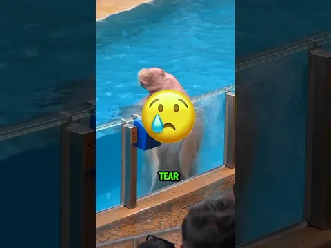 This Walrus Just Wanted to Cheer! 😳🦦