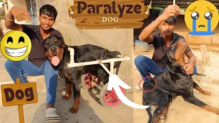 paralyze dog ke liye wheelchair 🛞 | Dog video | dog helping 😘| baby dog | Funny dog