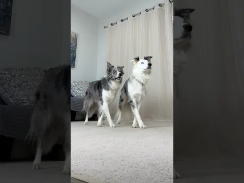 Border Collie Thriller #dogtricks