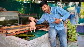 What Happens When Monster Fish Eats Chicken Meat?! 🍗😱/JENISH KJ