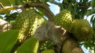 PARA TENER GUANABANAS SIN PLAGAS CON ESTE POLVO MAGICO. Elimina todas las plagas y hormigas.