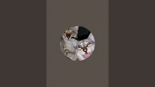 superbosi überträgt einen Livestream.