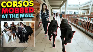 Cane Corsos MOBBED At The Mall