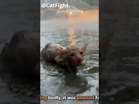 A Tiny Kitty Was Found On The Side Of The Road In The Heavy Rain! Luckily They Saved Him From Death!
