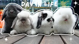 A Day in Life of Two Bunnies 🐰🐰🗓️