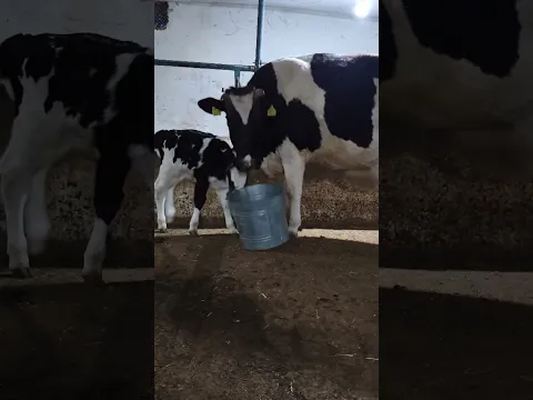 🤩 #rek #cow #mollar #chorvabozori #chorvachilik #sigirboqish #sigirlar #molbozori #molboqish 🤩