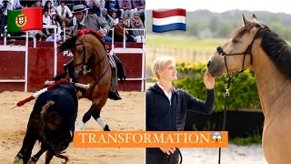 How my ex BULLFIGHTING HORSE is going…