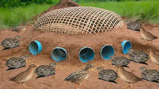 Build Underground Quail Trap​ Catch Quail Bird Using bamboo baskets & 5PVC Pipe | Best Quail trap