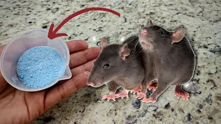 🔴VOCÊS SÓ VÃO PRECISAR DE 2 INGREDIENTES E OS RATOS VÃO SUMIR DA SUA CASA!