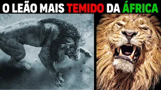 Leão - SEKEKAMA O LEÃO MAIS FORTE DA ÁFRICA (HISTÓRIA COMPLETA)
