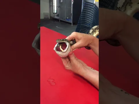 Snake Eats Tennis Ball 🥎