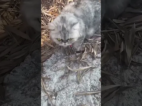 Naughty Cat Got Magnet Surprise