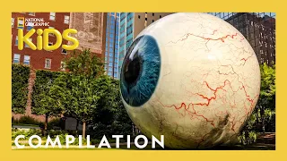 Wackiest Places Around the World 🌎 | 10 Minute Compilation | Nat Geo Kids