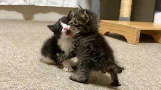 赤ちゃん同士のケンカが可愛すぎた