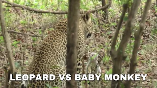 LEOPARD VS BABY MONKEY