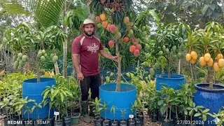 ¡No esperes años! Cómo tener MANGOS en MACETA en tiempo récord 🥭