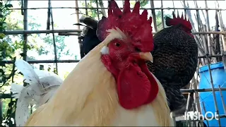 ORGULLOSOS DE SER GALLOS LINDOS Y CANTAR PARA USTEDES!!! #gallos #videos #youtubevideo