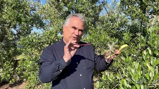 Pambukorja tek ulliri - me ekspertin Prof. Shpend Shahinin