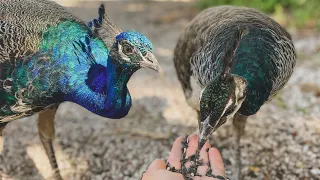 Debes Ver Este Video Antes de Tener un Pavo Real - Un Año Con Pavos Reales Como Mascota