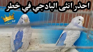 اذا لاحظت هذه التصرفات في انثى البادجي فاحذر يوجد خطر
