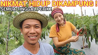 Ajak Istri BULE Ke Sawah Untuk Panen Cabe! Eeh Dia Malah Betah diSawah!