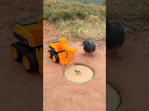 Creative DIY pigeon bird trap by pepper & deep hole #camping #outdoors #bushcraft