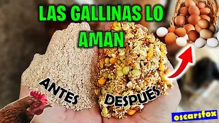 Aumente la Producción de Huevos con ESTE ALIMENTO 🤠👍