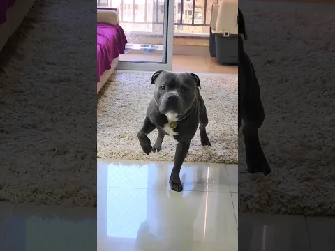 COMANDOS E ADESTRAMENTO #adestramento #dog